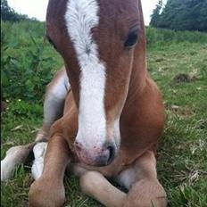 Welsh Partbred (Sec F) Sinti"s Sweet Chili <3