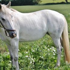 Anden særlig race Svanemark's Mille