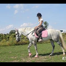 Anden særlig race Svanemark's Mille