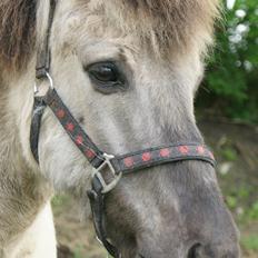 Islænder Lysingur stenslund