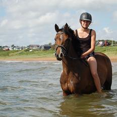 DSP Stidsbjergs Night Whisper