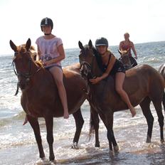 DSP Stidsbjergs Night Whisper