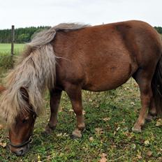 Shetlænder Højager's Raia