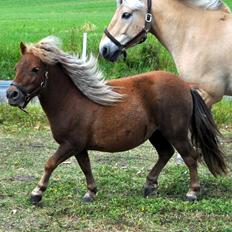 Shetlænder Højager's Raia