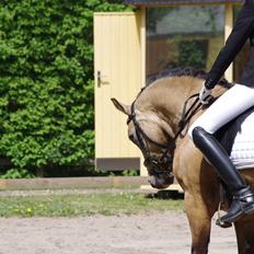 Connemara Skærgårdens Marvelous Night