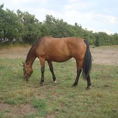 Hollandsk Varmblod Woberlina T