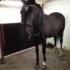 Anden særlig race Rachila