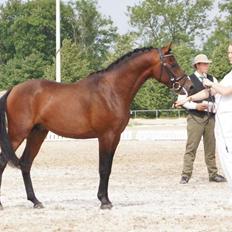 Welsh Partbred (Sec F) | Eowyns Orlando |