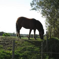 Anden særlig race Fiona mega sød pony<3<3