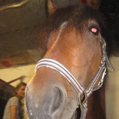 Anden særlig race Fiona mega sød pony<3<3