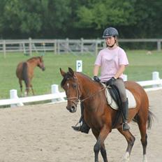 Hollandsk Sportspony Carmen