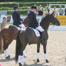 Dansk Varmblod Treldegårds Shantiana