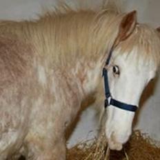 Irish Cob Coates Liam of Thunder