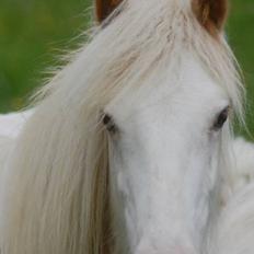 Irish Cob Coates Liam of Thunder