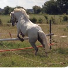 Anden særlig race Candy