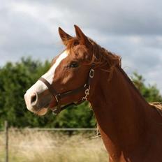 Trakehner Prince Cotta