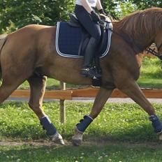 Hollandsk Sportspony Baloubet