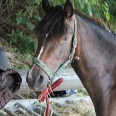 Pinto SHAMROCKS FOXY LADY [Tidl. Lånepony]