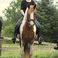 Pinto Isabella Stensbæk