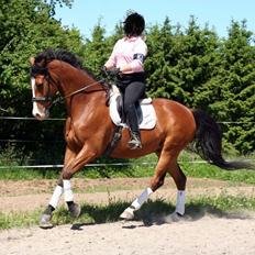 Dansk Varmblod Felix mosebo