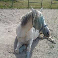 Hollandsk Sportspony Moonligt