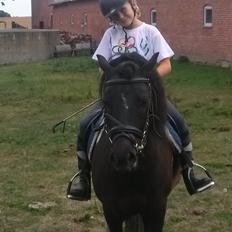 Anden særlig race Hestelunds Sokki