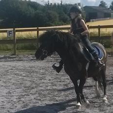 Anden særlig race Hestelunds Sokki