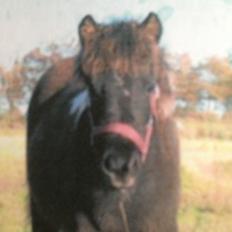 Anden særlig race Hestelunds Sokki