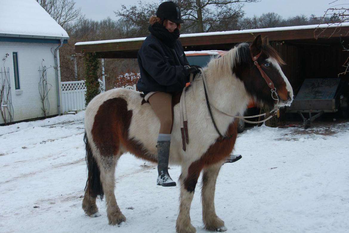 Irish Cob Crossbreed Palle billede 3