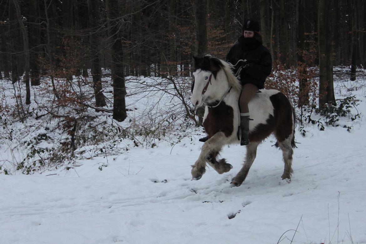 Irish Cob Crossbreed Palle billede 5