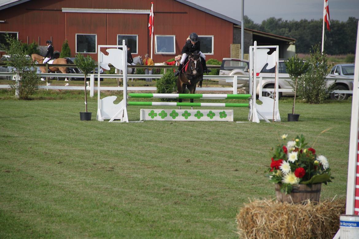 Welsh Pony (sec B) Bakkegaarden's Nikita B-pony billede 22