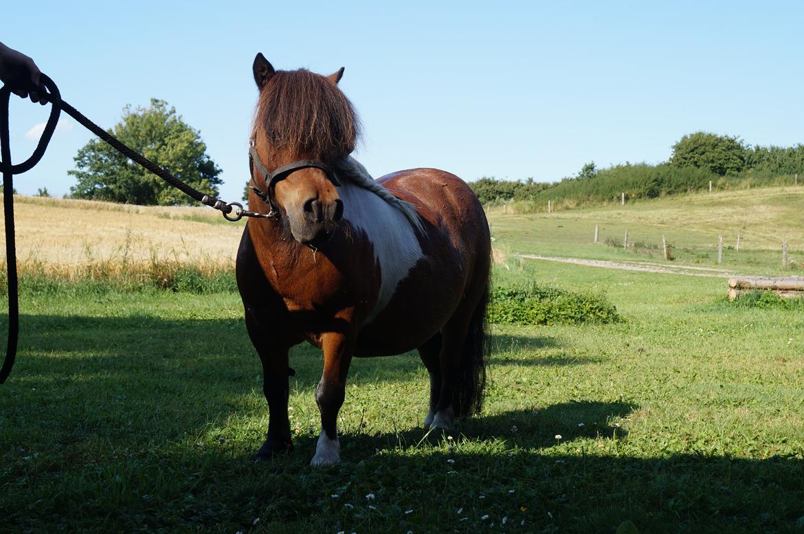 Shetlænder Jupiter  billede 13