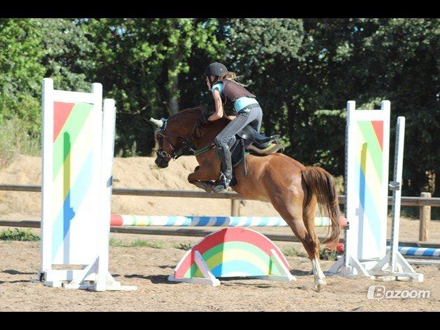Welsh Mountain (sec A) Rosengårdens Puskas  - Awesome boy!<3 billede 10