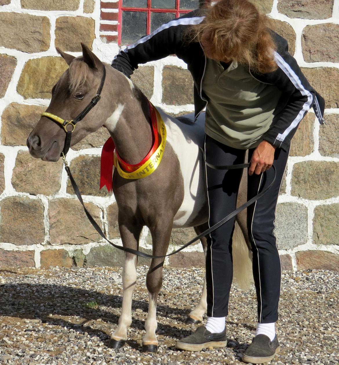 Belgisk Miniature MHS Ultra Denique Showgirl - Med sine bånd igen, men her hygger vi bare :-) billede 31