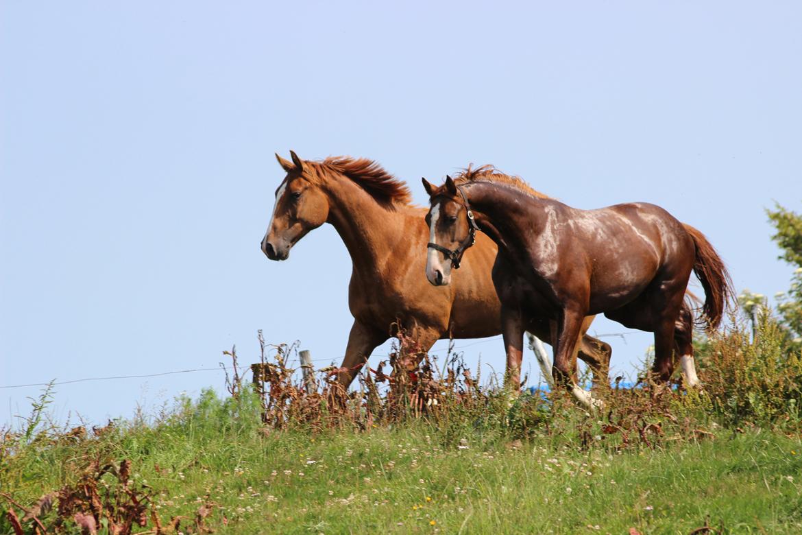 Tysk Varmblod Romeo Herkules (Solgt) billede 19