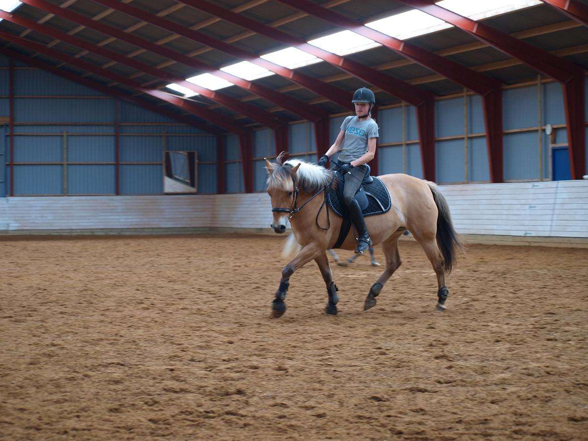 Anden særlig race Tøsne - Undervisning, begynder at kunne se fremskridt! :-D billede 9