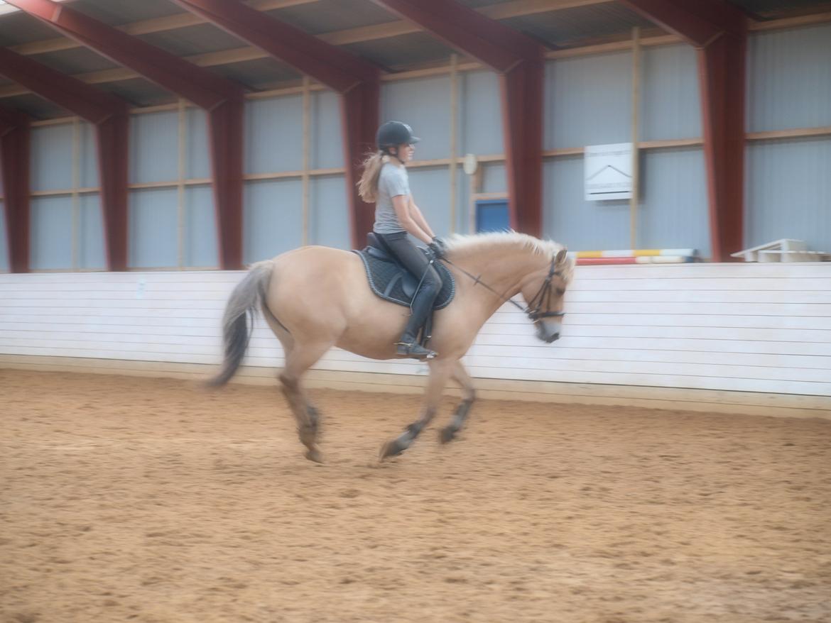 Anden særlig race Tøsne - En lille gallop på stjernen er altid godt! billede 10