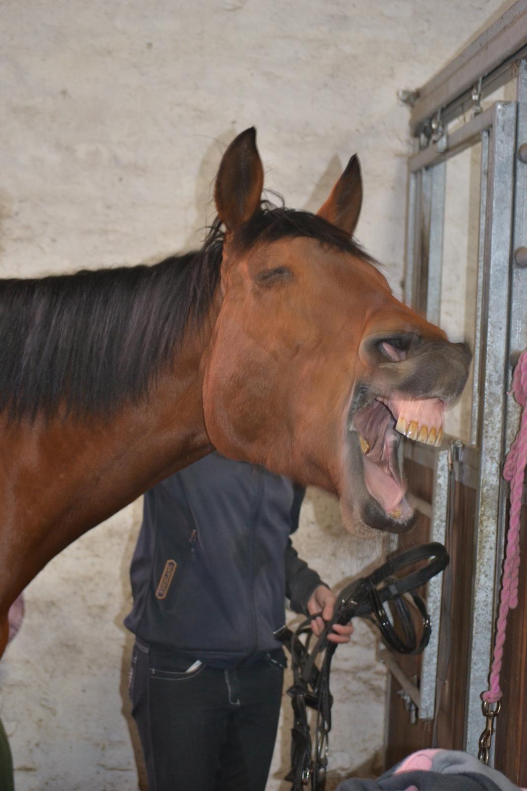 Anden særlig race Madeira billede 3