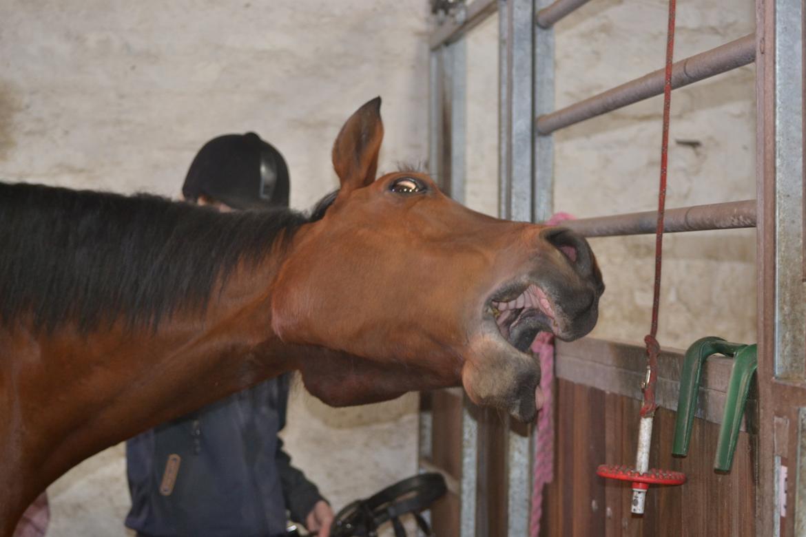 Anden særlig race Madeira billede 4