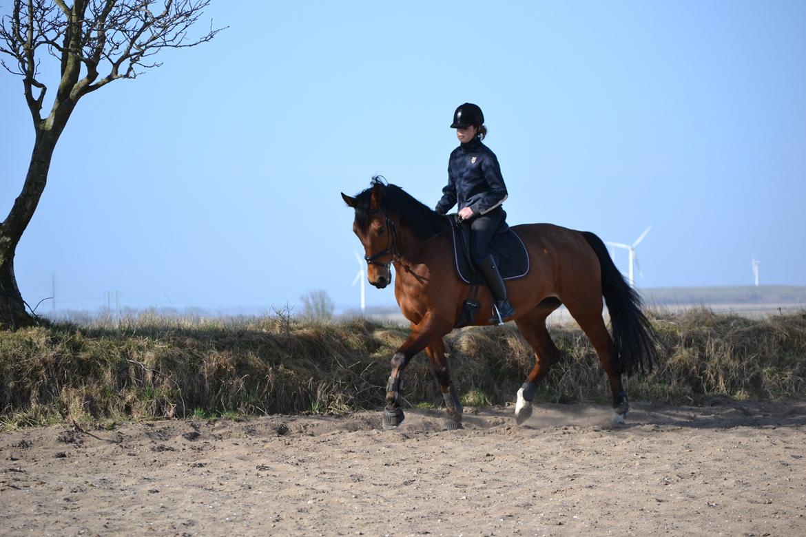 Anden særlig race Madeira billede 5