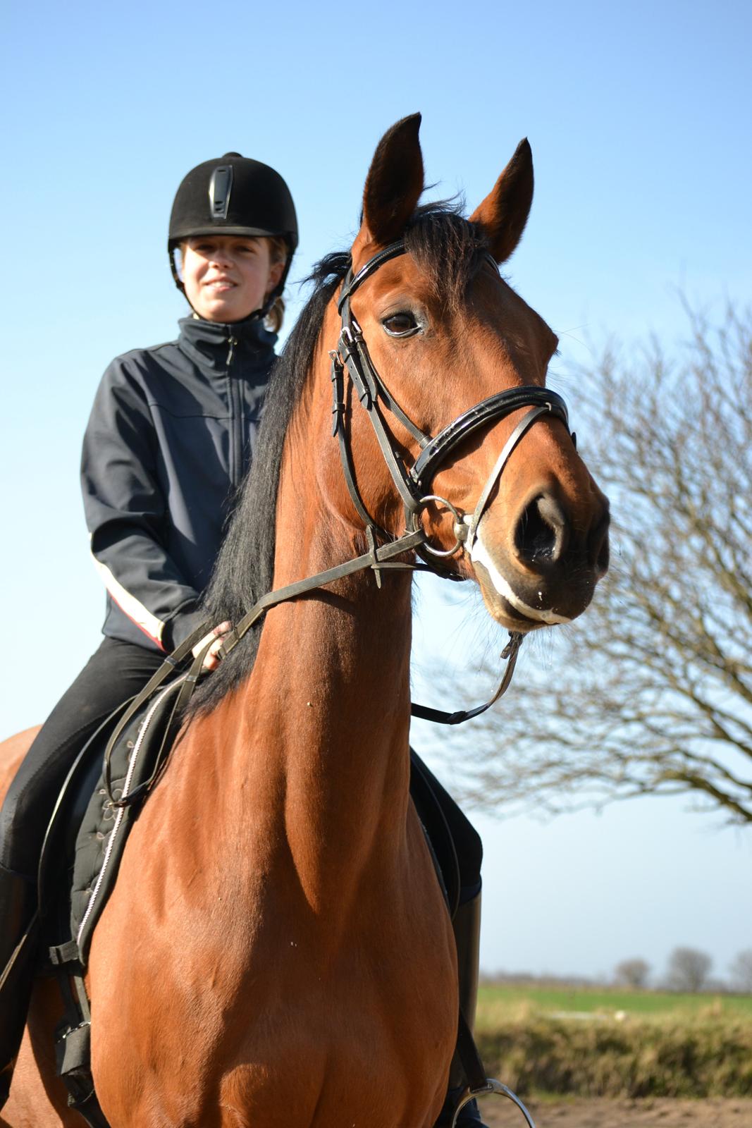 Anden særlig race Madeira billede 6