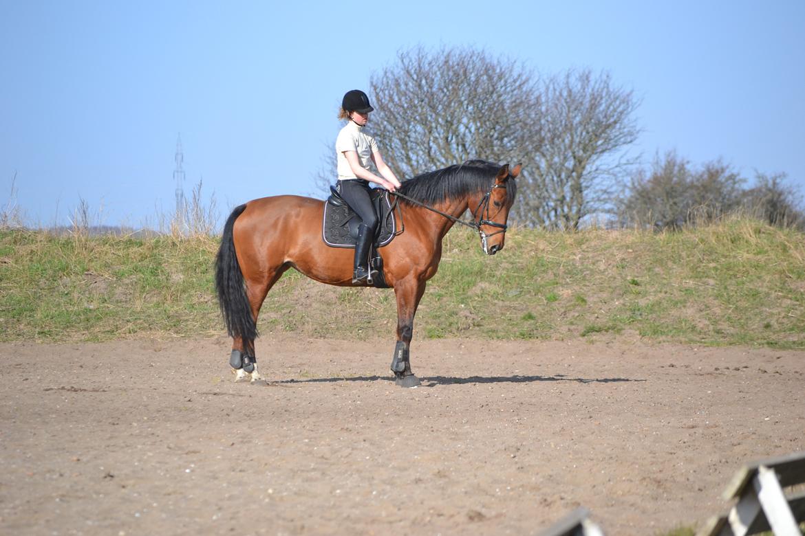 Anden særlig race Madeira billede 7