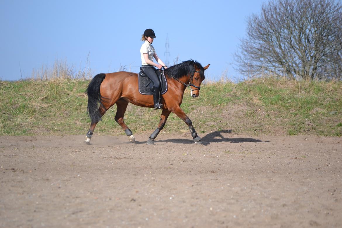 Anden særlig race Madeira billede 8