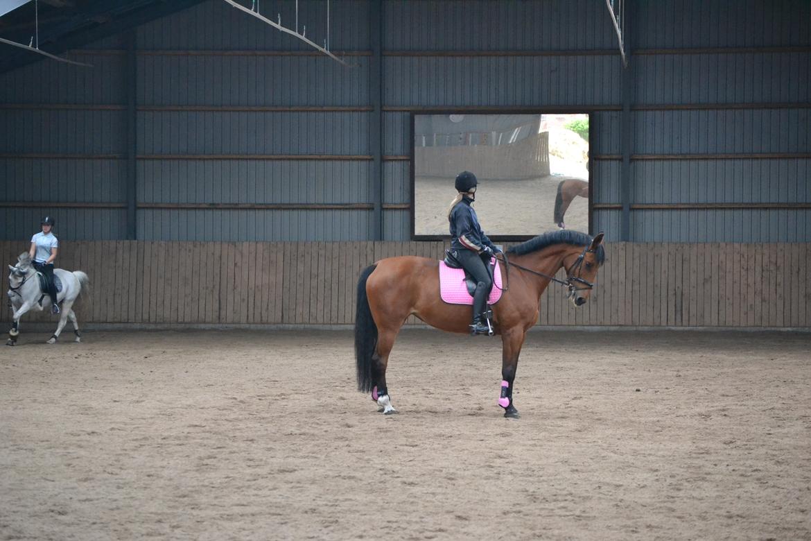 Anden særlig race Madeira billede 9