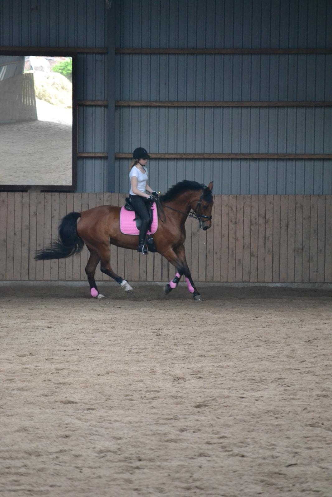 Anden særlig race Madeira billede 10
