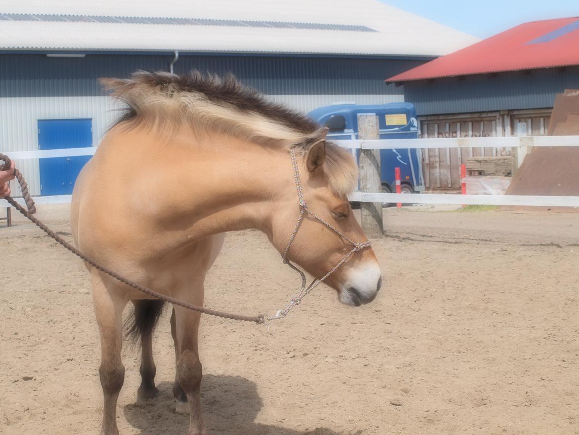 Anden særlig race Tøsne - Vi leger på udendørsbanen, med lidt ting som burde være farlige men de betyder intet for Tøsne:) billede 11