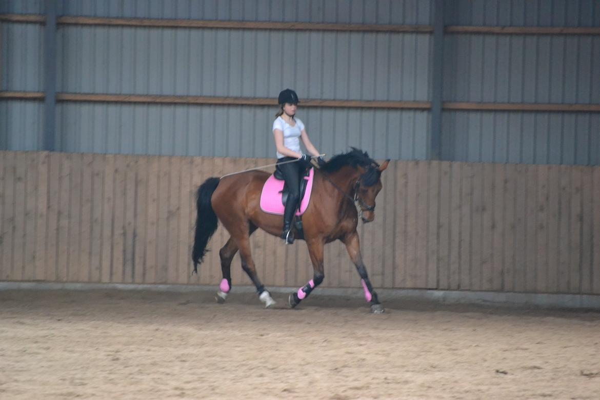 Anden særlig race Madeira billede 11