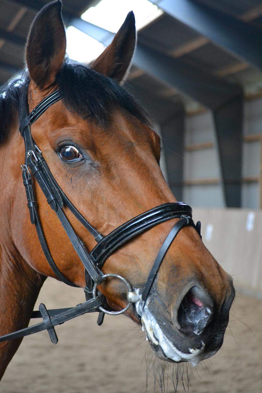 Anden særlig race Madeira billede 12