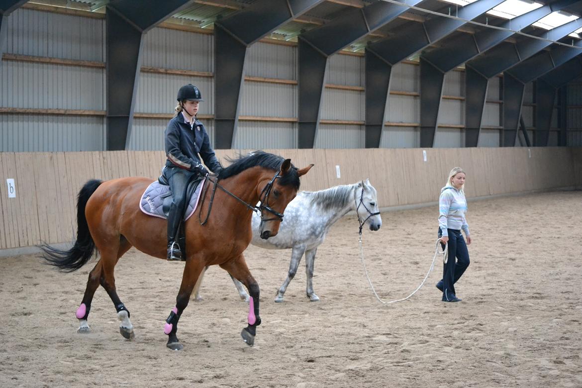 Anden særlig race Madeira billede 13