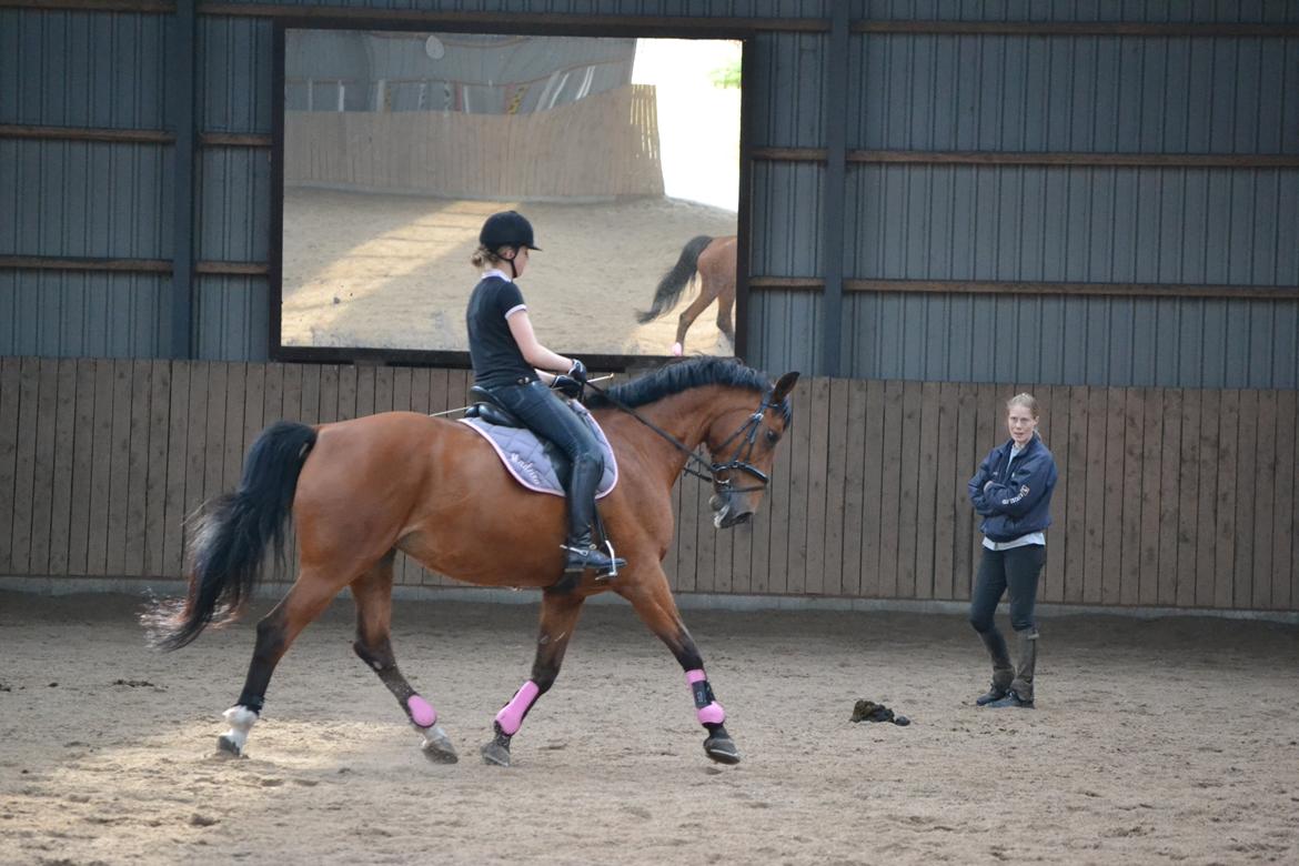Anden særlig race Madeira billede 14